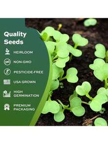 500 Brussel Sprout Seeds Planting - Heirloom Non-GMO USA Grown - Long Island Improved Variety - Cool Weather Vegetable Seeds Home Garden Planting By Seeds - 1 - 查看 6