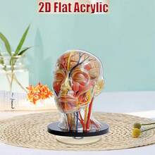 Adorno acrílico plano, decoración de escritorio con forma de cerebro giratorio 2D para el hogar, clínica, decoración de otoño, Año Nuevo, regalos de San Valentín, regalo de Navidad, clásico y elegante,  de , alta tasa de recompra. - Blanco - Ver 4