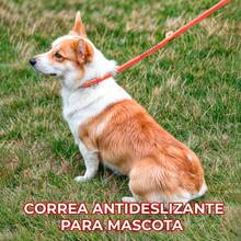 Standard Leashes - Orange - View 8