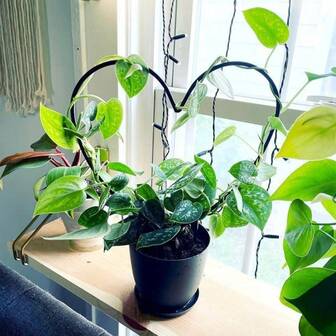 迷人的心形铁艺植物架 - 轻便的室内/室外花园攀爬架，适用于盆栽植物和草坪养护