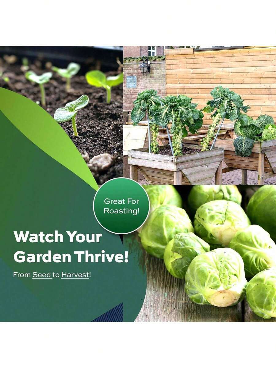 500 Brussel Sprout Seeds Planting - Heirloom Non-GMO USA Grown - Long Island Improved Variety - Cool Weather Vegetable Seeds Home Garden Planting By Seeds - 1 - 查看 1