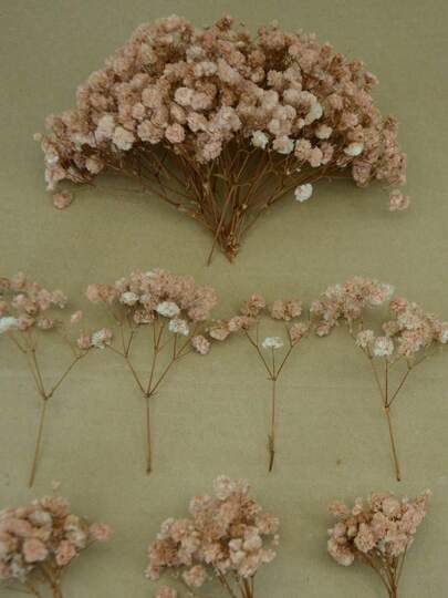 25/50/100/300pcs Ivory White Mini Gypsophila And Other Dried Flowers - For Resin Mold Art And Crafts, Suitable For Hair Accessories, Wedding Wreaths, Tabletop Decor, Home Decoration