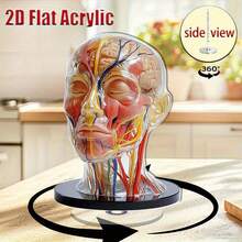 Adorno acrílico plano, decoración de escritorio con forma de cerebro giratorio 2D para el hogar, clínica, decoración de otoño, Año Nuevo, regalos de San Valentín, regalo de Navidad, clásico y elegante,  de , alta tasa de recompra. - Blanco - Ver 2