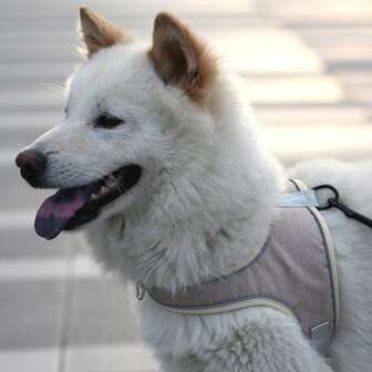 Conjunto de arnés y correa para perro, arnés ajustable con correa reflectante y correa anti-tirones para perros