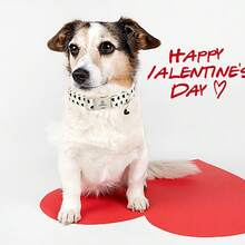 Lionheart Glory Valentine's Dog Collar Hearts Print Dog Collar For Cute Dog Collars Spring Female Male Pet Gift - White - View 6