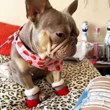 4pcs/Set Pet Warm Thermal Lined Indoor/Outdoor Adjustable Reflective Soft Bottom Non-Slip Shoes, Suitable For Small Dogs Like Pomeranian, Chihuahua Puppies - Multicolor - View 6