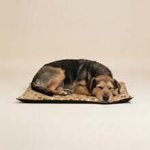 Comfortable Slim Pet Bed/Mat For Dogs And Cats - Beige - View 2