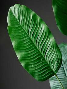 4/1件 65-115厘米 热带仿真植物，大型仿真香蕉树，塑料天堂鸟植物枝条，超大棕榈叶，适用于家居、花园、室内办公室装饰，不含花盆，可用于房间装饰、婚礼装饰、家居装饰、卧室装饰 - 彩色 - 查看 4