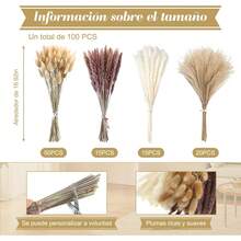 de Pampas Decorativas, Colas de Conejo de Hierba Natural, Plantas Secas para Decoración de Jarrones y Ramos, Varios Tonos - 1 - Ver 3