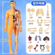 3D人体解剖模型（半透明和全透明），儿童骨骼模型，儿童DIY骨骼模型玩具，教育科学套装 - 带可拆卸部件的人体躯干器官模型，适合6岁及以上儿童学习科学解剖学