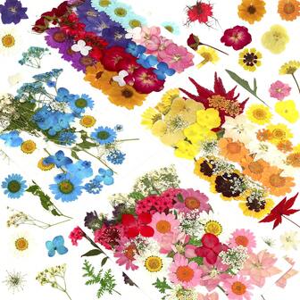 压花和压叶，适用于手工制作——是DIY工艺品、树脂模具和家居装饰的理想之选