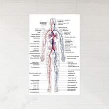 1pc Human Circulatory System Anatomy Chart - Labeled Arteries,, Heart ...