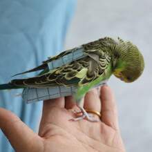 Parrot Clothes, Poop Bag, Diaper, Anti-Bite Paper Diaper, Washable Flight Suit