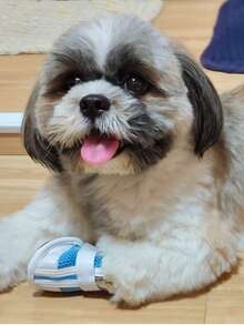 一套蓝色可爱拉链设计透气宠物鞋，适合小型犬