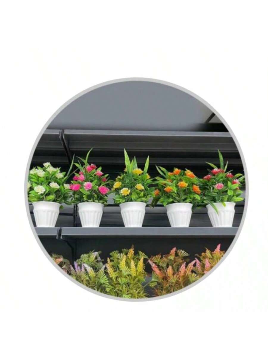 Bonsái internacional