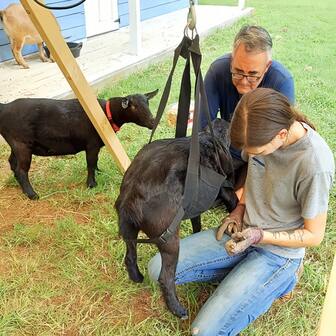 Durable Nylon Livestock Weighing Bag For Cattle, Lambs And Chickens - Animal Weight Monitor With Adjustable Rope, Portable Farm Management Tool (No Battery Required), Multipurpose Feed Bag, Sturdy Construction