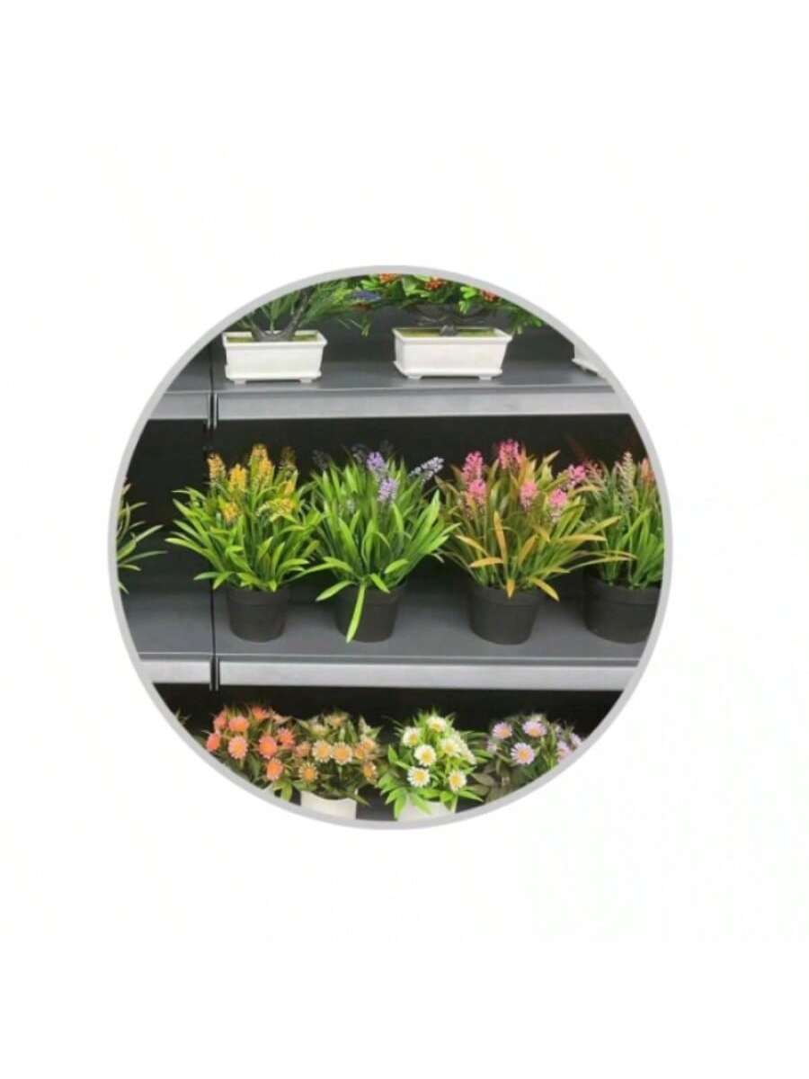 Bonsái Copa de Belleza