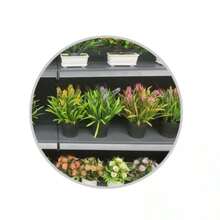 Bonsái Copa de Belleza - Verde - Ver 1