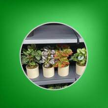 plantas verdes en maceta - Verde - Ver 5