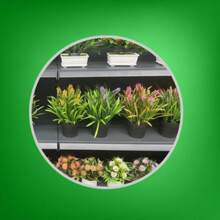 Bonsái Copa de Belleza - Verde - Ver 5