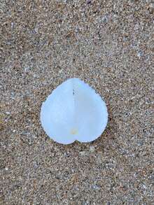 Natürliche flache Liebesschnecke Muschel Aquarium Szenerie kreatives Geschenk Fotografie Requisiten Liebesmuschel Sammlung Exemplar Heim Dekoration, Heimdekoration, Aquarium Dekoration