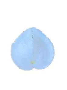 Natürliche flache Liebesschnecke Muschel Aquarium Szenerie kreatives Geschenk Fotografie Requisiten Liebesmuschel Sammlung Exemplar Heim Dekoration, Heimdekoration, Aquarium Dekoration