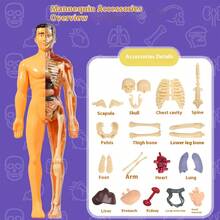 Anatomical Human Body Structure Model With Organs And Skeleton, Educational Teaching Tool For Students To Understand Body Structure, Detachable And Assembled 3D Internal Organs And Skeletal Model