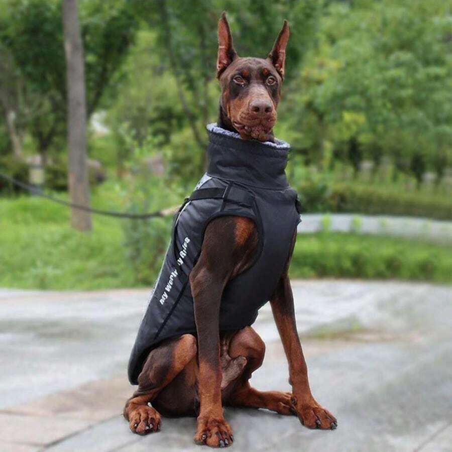 1pc Autumn And Winter Thickened Warm Waterproof Tractable Hardshell Jacket Warm Reflective Pet Chest Back Cotton-Padded Jacket, Large Dog Coat Autumn And Winter Pet Cotton-Padded Pet Clothes, Furry Warm Fur Collar, Suitable For Medium And Large Dogs (Gray, 2XL Size)