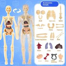 Anatomical Human Body Structure Model With Organs And Skeleton, Educational Teaching Tool For Students To Understand Body Structure, Detachable And Assembled 3D Internal Organs And Skeletal Model