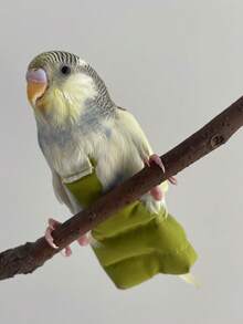 1件鸟类尿布保暖羽绒服，冬季户外鸟类服装