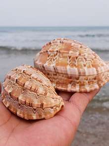 Natural Conch Shells, Pipa Snails, Poplar Peach Snails, Hermits, Crab Rolls, Shellfish, Specialized Shell Fish Tanks, Landscape Design, Home Decoration Home Decoration, Home Ornaments, Aquarium Ornaments - Multicolor - View 4