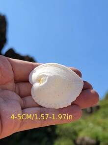 Natürliche flache Liebesschnecke Muschel Aquarium Szenerie kreatives Geschenk Fotografie Requisiten Liebesmuschel Sammlung Exemplar Heim Dekoration, Heimdekoration, Aquarium Dekoration