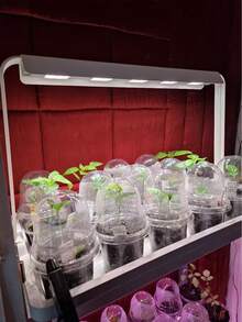 3.5/4/5/6.5-Inch Plant Nursery Pots With Humidity Domes Clear Seedling Pots With Lids, Small Seed Starters, Plastic Cups Planting Tools Set - Clear - View 9