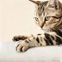 Cat Toys, Interactive Cat Toys, Cat Scratch Pad Stickers, Cat Climbing Frame, Wall-Mounted Cat Scratch Post, Jumping Platform, Anti-Scratch Cat Toys, Wall Stickers, Cat Climbing Pole - Multicolor - View 4