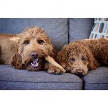 Dogwood Durable Dog Chew T.Oy, Medium - Long Lasting Chew Stick Made With Real Wood - USA Made, M Christmas Decor, Holiday Decor,  Christmas Tree Ornaments,  Winter Holiday Decor, Christmas Gifts,New Year Gifts,New Year Decorations - 山茱萸(棕色) - 查看 7