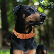 Pet Basic Dog Collars - Tangerine Orange - View 4