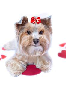 10pcs Of Red Decorative Accessories Suitable For Long Haired Dogs And Cats, Perfect For Decorating The Hair Of Small And Medium-Sized Dogs For Valentine's Day, Weddings, And New Year. Elegant And Noble, With Random Styles - Multicolor - View 7