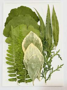 15 Pieces Dried Pressed Leaves Dried Flowers For Resin Real Assorted Dried Greenery For Pressed Leaf Art Craft DIY Handmade Bookmarks Embellishment Decorations