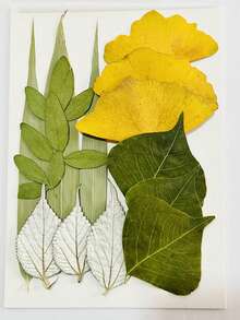 15 Pieces Dried Pressed Leaves Dried Flowers For Resin Real Assorted Dried Greenery For Pressed Leaf Art Craft DIY Handmade Bookmarks Embellishment Decorations