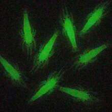 10pcs/Box Silicone Simulated Soft Shrimp Bait With Hook For Shrimp, Bass And Crooked Mouth Fish Bait