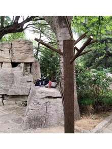 可定制软橡胶仿真树皮 - 采用柔韧橡胶制成，尺寸可定制，非常适合覆盖管道、柱子和墙面装饰，纹理逼真。 - 咖啡棕 - 查看 7