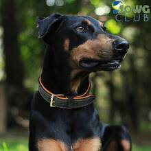 Pet Basic Dog Collars - Teal Green - View 4
