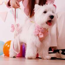 1套豪華絨面蝴蝶結裝飾打結犬用頸胸部牽引繩套裝 - 粉色 - 查看 6