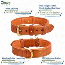 Pet Basic Dog Collars - Tangerine Orange - View 2