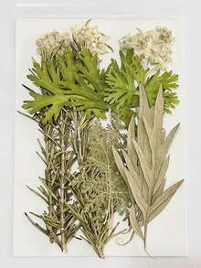 15 Pieces Dried Pressed Leaves Dried Flowers For Resin Real Assorted Dried Greenery For Pressed Leaf Art Craft DIY Handmade Bookmarks Embellishment Decorations