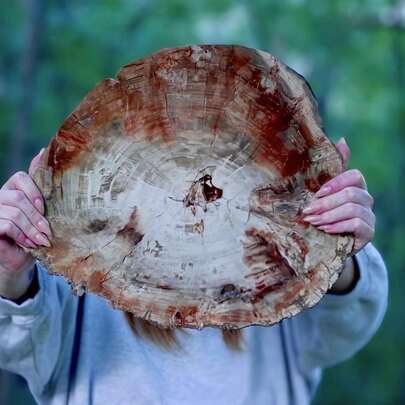 Unique Madagascar Silicified Wood Fossil Specimen - Natural Stone With Guardian Energy, Promoting Long-Lasting Vitality And Youthfulness - Ideal Gift For Any Occasion