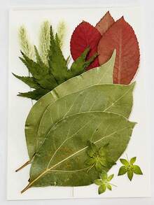 15 Pieces Dried Pressed Leaves Dried Flowers For Resin Real Assorted Dried Greenery For Pressed Leaf Art Craft DIY Handmade Bookmarks Embellishment Decorations