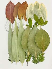 15 Pieces Dried Pressed Leaves Dried Flowers For Resin Real Assorted Dried Greenery For Pressed Leaf Art Craft DIY Handmade Bookmarks Embellishment Decorations