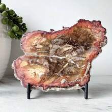 Unique Madagascar Silicified Wood Fossil Specimen - Natural Stone With Guardian Energy, Promoting Long-Lasting Vitality And Youthfulness - Ideal Gift For Any Occasion - 1pc Random - View 8