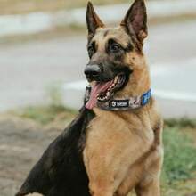 Pet Basic Dog Collars - Green - View 5